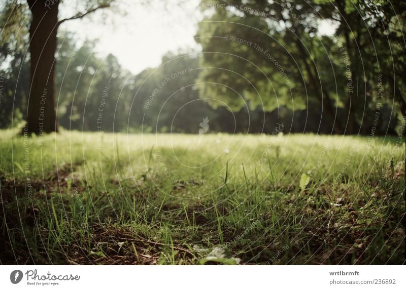 Lichtung Natur Landschaft Pflanze Sonne Sonnenlicht Sommer Schönes Wetter Baum Gras Blatt Park Wiese ästhetisch natürlich gelb grün weiß Zufriedenheit