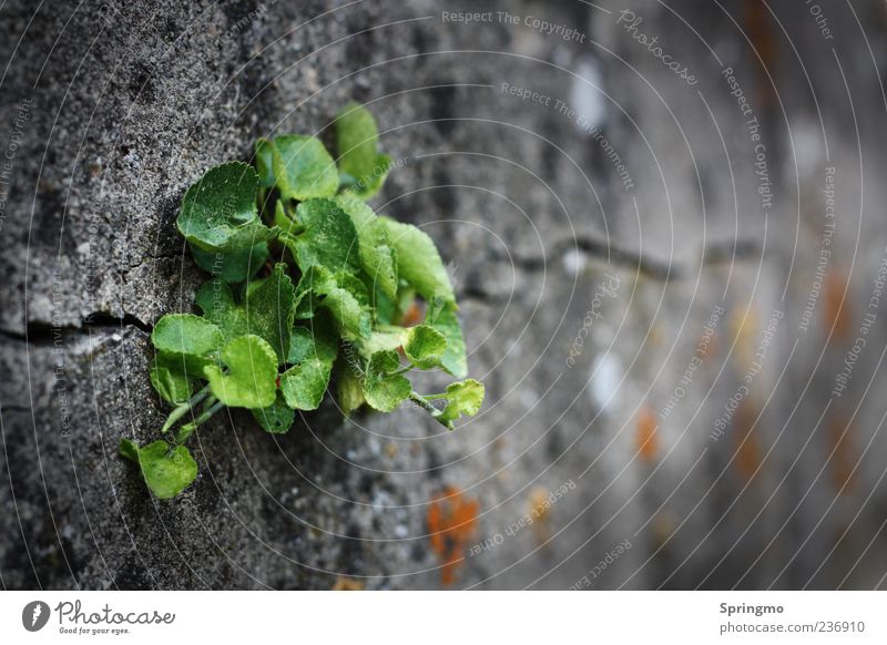 ausDRUCKsstark Natur Pflanze Frühling Blatt Wildpflanze Felsen Mauer Wand Stein Beton Blühend Wachstum Aggression wild grün Kraft Ausdauer anstrengen Energie