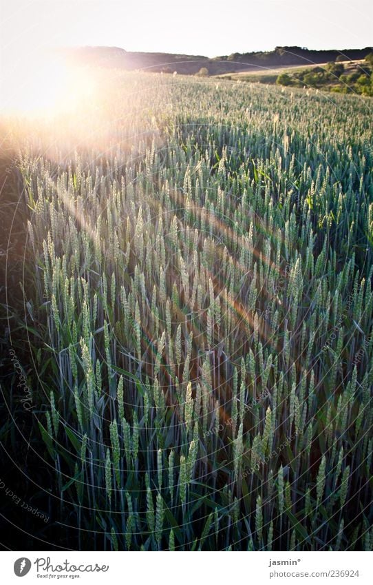 Weizen Sonne Sonnenaufgang Sonnenuntergang Sonnenlicht Wetter Wärme Feld gold grün Farbfoto Außenaufnahme Abend Licht Sonnenstrahlen Gegenlicht Natur Landschaft