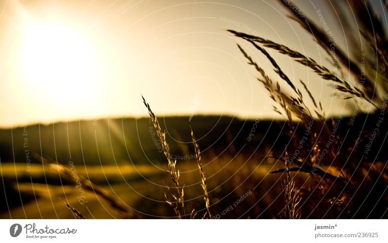 Abendstimmung Natur Pflanze Sonnenaufgang Sonnenuntergang Sonnenlicht Wiese Feld braun gelb gold Nahaufnahme Dämmerung Sonnenstrahlen Gegenlicht Gras Silhouette