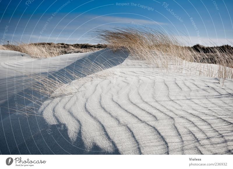 Spiekeroog | ...wind creation Natur Landschaft Sand Strand Nordsee atmen Bewegung frisch blau Leben Ferien & Urlaub & Reisen Düne Dünengras Wellenform