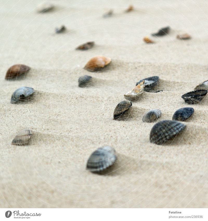 Spiekeroog | Strandschätze Umwelt Natur Urelemente Erde Sand Nordsee Muschel hell natürlich Strandgut viele Farbfoto Gedeckte Farben Außenaufnahme Nahaufnahme