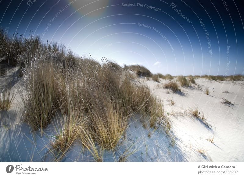 Spiekeroog l it could have taken forever Strand Meer Wolkenloser Himmel Sonne Sommer Wetter Schönes Wetter Wind Pflanze Gras Insel gigantisch glänzend natürlich