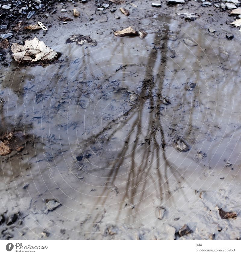 wintergedanken Natur Wasser Baum Pfütze dreckig braun grau Ast Blatt Stein Schlamm Farbfoto Gedeckte Farben Außenaufnahme Menschenleer Schatten