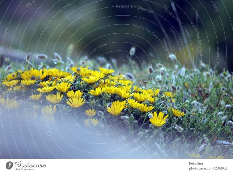 Blütenpracht Umwelt Natur Pflanze Frühling Blume Gras Blatt Wildpflanze Garten hell gelb grün Blühend Blühende Landschaften Blütenblatt Farbfoto mehrfarbig