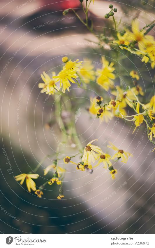 Gelb Natur Pflanze Frühling Sommer Schönes Wetter Blüte Grünpflanze Farbfoto Tag Schwache Tiefenschärfe Wachstum Blühend gelb Textfreiraum unten