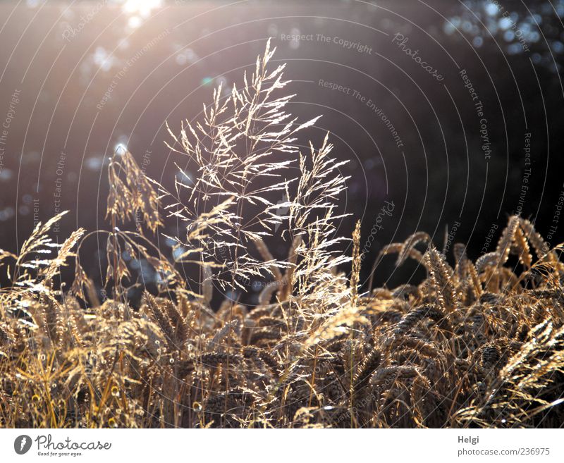 Abendsonne Umwelt Natur Pflanze Sommer Schönes Wetter Gras Nutzpflanze Wildpflanze Weizen Getreide Kornfeld Feld Blühend glänzend leuchten Wachstum ästhetisch