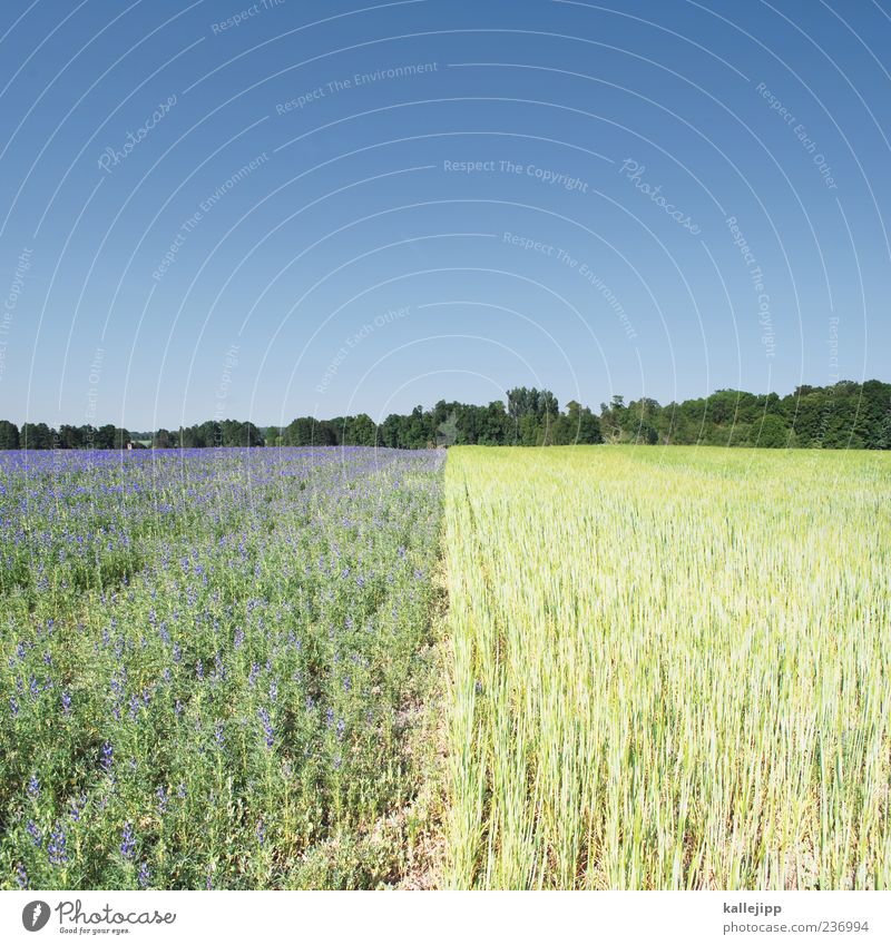 feldlinien Arbeit & Erwerbstätigkeit Wirtschaft Landwirtschaft Forstwirtschaft Umwelt Natur Landschaft Pflanze Erde Himmel Wolkenloser Himmel Baum Blume