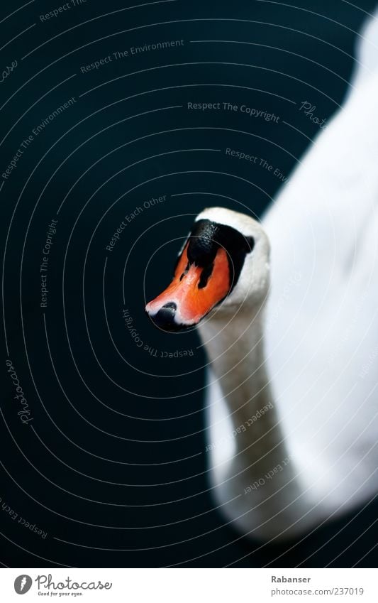 Hallo!!! Natur Wasser Sommer Tier Wildtier Tiergesicht Schwan 1 Blick ästhetisch authentisch hell schön rot schwarz weiß Außenaufnahme Detailaufnahme