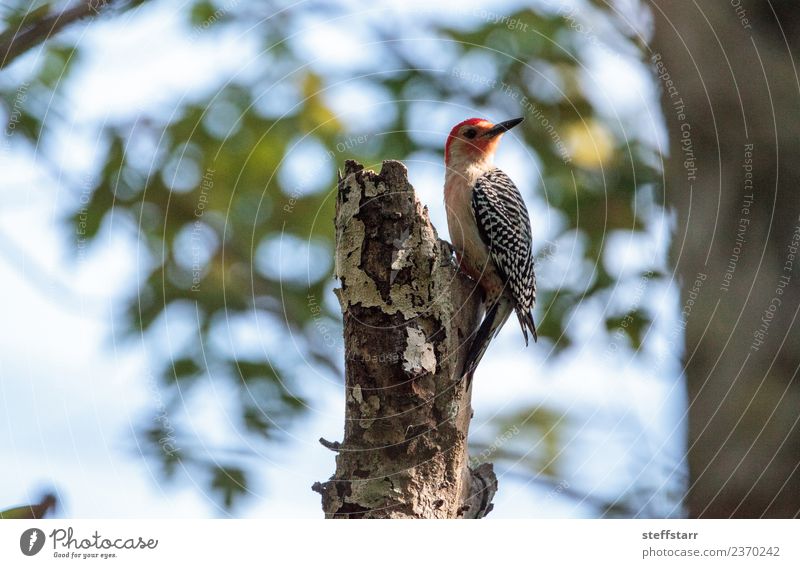 Rotflügel-Ameisenvogel Agelaius phoeniceus Natur Baum rothaarig Tier Wildtier Vogel 1 grün weiß Rotbauchspecht Specht Melanerpes carolinus Wildvogel Neapel