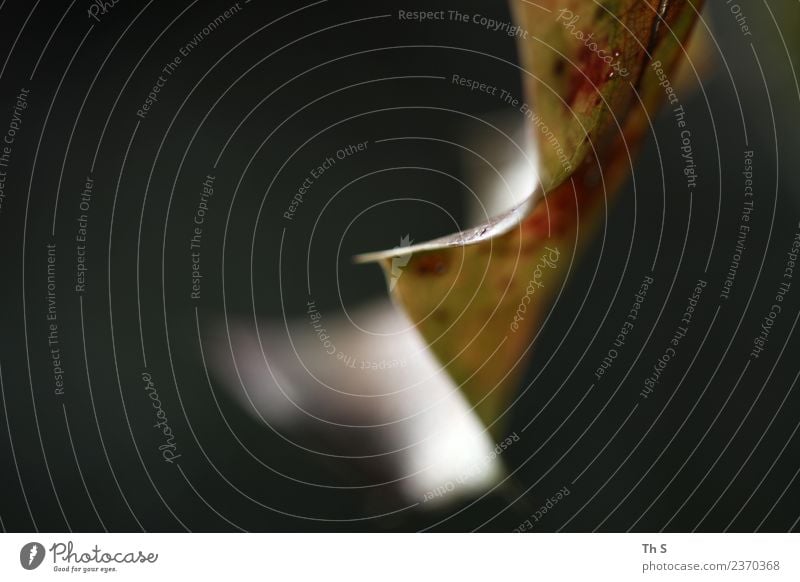 Blatt Natur Pflanze Herbst Winter Bewegung verblüht ästhetisch authentisch einfach elegant natürlich gelb grün rot schwarz Gelassenheit geduldig ruhig