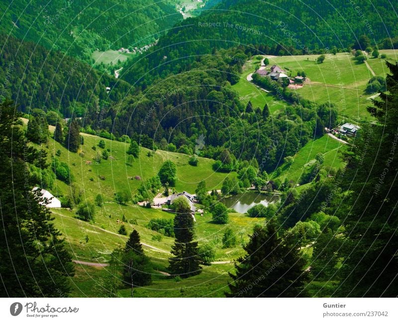 runtergucken Natur Sonnenlicht Sommer Schönes Wetter Baum Wiese Wald grün schwarz weiß Freiburg im Breisgau Schauinsland Nadelbaum Teich Berge u. Gebirge Tal