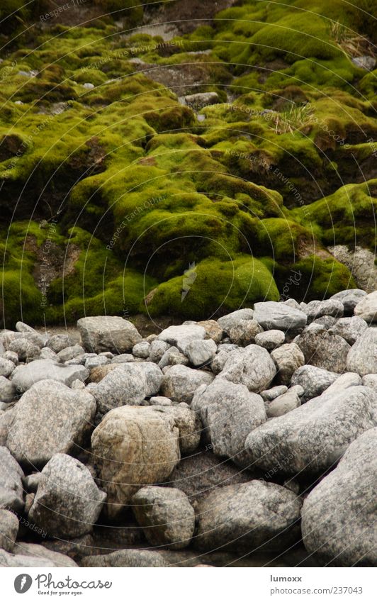 des kaisers neue kleider Umwelt Natur Moos Flussufer Norwegen Skandinavien Europa grau grün Farbfoto Außenaufnahme Tag Stein bewachsen Menschenleer