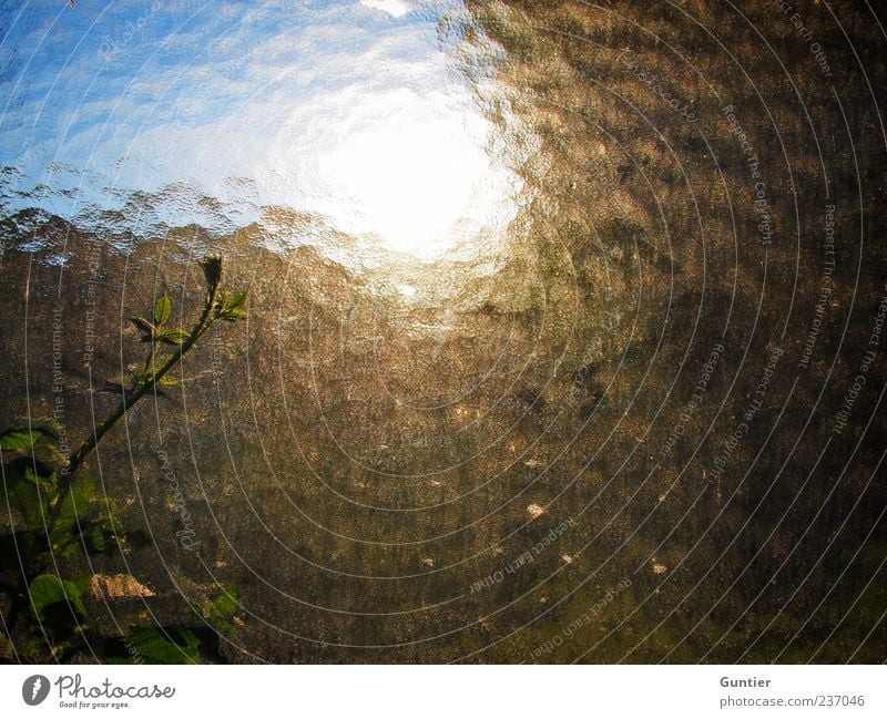 Sehnsucht Pflanze Himmel Sonnenlicht Sommer Schönes Wetter Blatt Ranke blau grün schwarz weiß Gefühle Glasscheibe Unschärfe Gegenlicht Farbfoto mehrfarbig