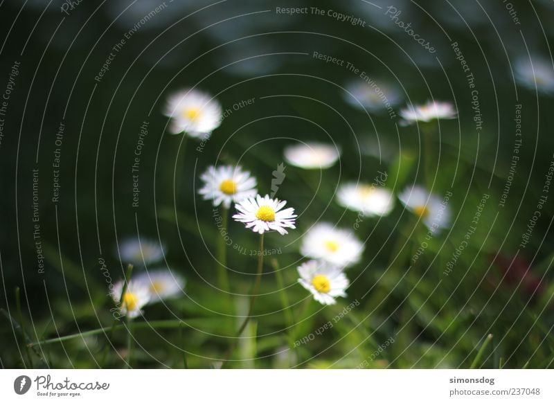 jedermannblume Pflanze Blume Gras Blüte Erholung leuchten ästhetisch dünn Gefühle Stimmung Duft Gänseblümchen weiß Garten Wiese Beleuchtungselement grün Natur