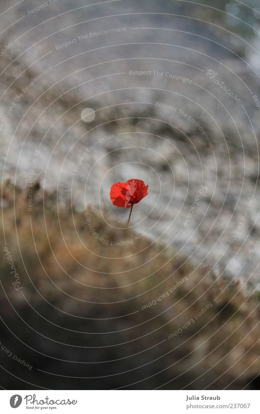 mohnklatsch Pflanze Wasser Frühling Schönes Wetter Wind Blume Klatschmohn Seeufer Gardasee grau rot silber Farbfoto Außenaufnahme Reflexion & Spiegelung