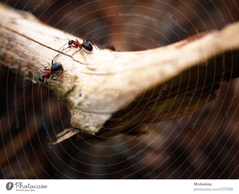 Das große Krabbeln 1 Natur Tier Sommer Pflanze Baum Nutztier Wildtier Ameise Ameisenstraße 2 Tiergruppe authentisch natürlich wild braun gelb grau rot schwarz