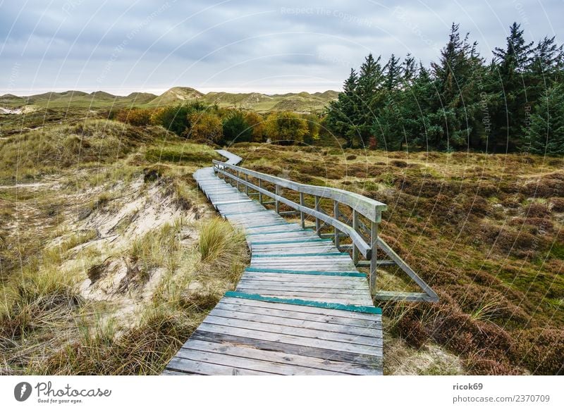 Landschaft in den Dünen auf der Insel Amrum Erholung Ferien & Urlaub & Reisen Tourismus Natur Wolken Herbst Baum Küste Nordsee Wege & Pfade blau Umwelt