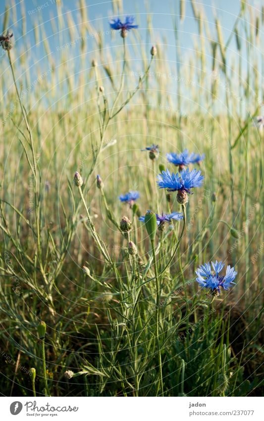 kornblumenblau. Getreide Kräuter & Gewürze Landwirtschaft Forstwirtschaft Landschaft Pflanze Frühling Schönes Wetter Blume Gras Blüte Wildpflanze Feld Duft