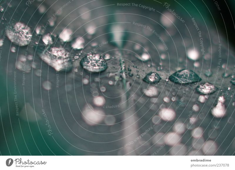 regen regen tröpfchen... Umwelt Natur Pflanze Wasser Wassertropfen Frühling Sommer Herbst schlechtes Wetter Regen Blatt Grünpflanze Flüssigkeit kalt nah nass