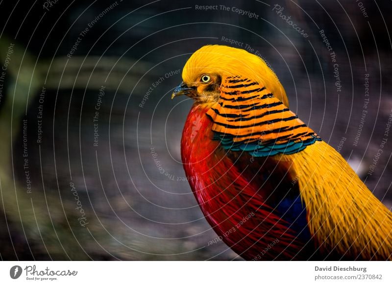 Goldfasan Natur Frühling Sommer Herbst Schönes Wetter Wald Tier Wildtier Vogel Tiergesicht Flügel Zoo 1 blau mehrfarbig gelb rot schwarz Fasan goldfasan Feder