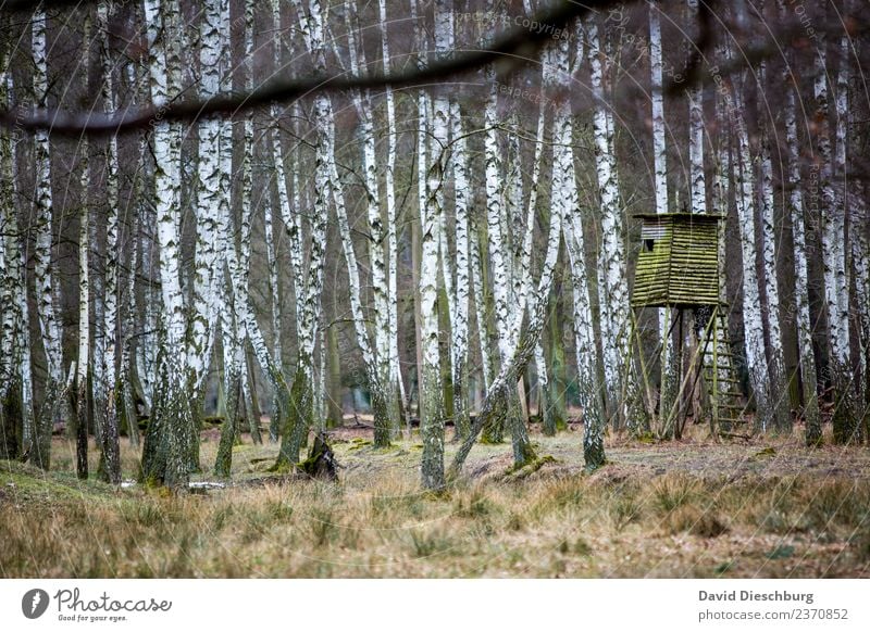 Hochsitz Landwirtschaft Forstwirtschaft Natur Landschaft Frühling Herbst Winter Baum Wald braun grün schwarz weiß Jagd Jagdrevier Jäger Birkenwald dunkel