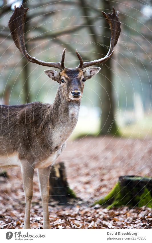 Hirsch Landwirtschaft Forstwirtschaft Natur Frühling Herbst Schönes Wetter Baum Wald Straßenverkehr Autofahren Wildtier Tiergesicht Fell 1 Idylle Hirsche