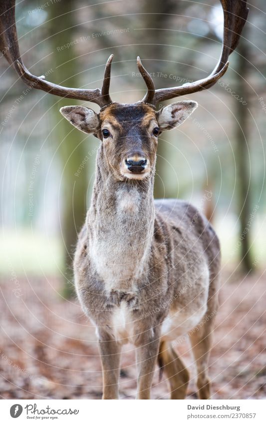 Hirsch Natur Frühling Sommer Herbst Schönes Wetter Baum Wald Wildtier Tiergesicht Fell Zoo Streichelzoo 1 Idylle Hirsche Rothirsch Paarhufer Horn Brunft