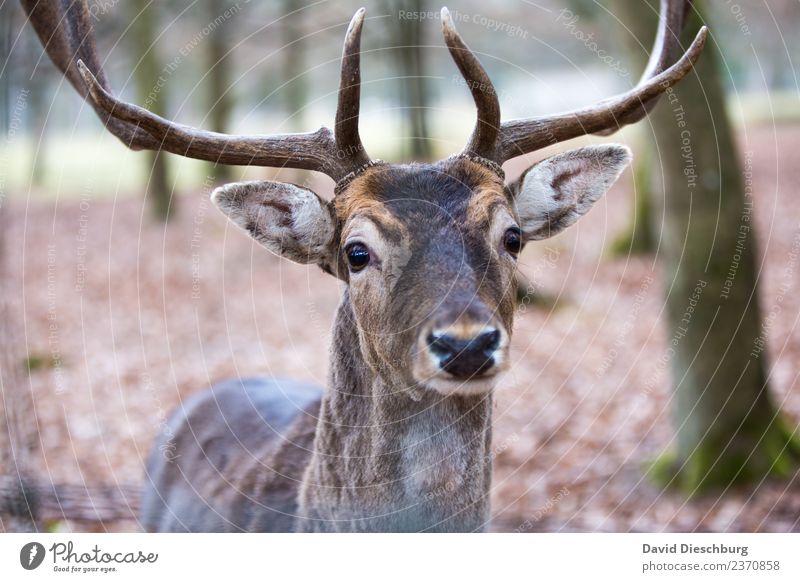 Hirsch Ferien & Urlaub & Reisen Abenteuer Landwirtschaft Forstwirtschaft Natur Frühling Herbst Baum Wald Wildtier Zoo Streichelzoo 1 Tier braun gelb grau