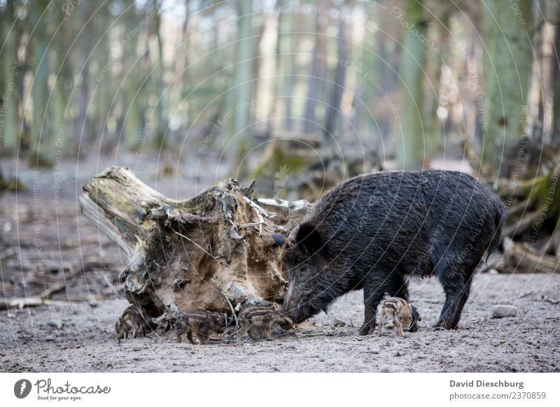 Wildschweinfamilie II Landwirtschaft Forstwirtschaft Erde Frühling Herbst Schönes Wetter Baum Wald Straßenverkehr Autofahren Wildtier Herde Tierjunges