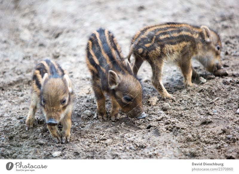 Frischlinge II Landwirtschaft Forstwirtschaft Natur Erde Frühling Herbst Schönes Wetter Feld Wald Wildtier Tiergesicht Fell Zoo Streichelzoo 3 Tiergruppe