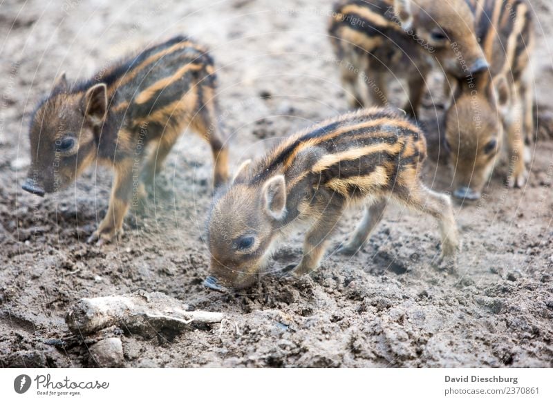 Frischlinge Erde Frühling Schönes Wetter Feld Wald Wildtier Tiergesicht Fell Zoo Tiergruppe Herde Tierjunges Tierfamilie Fürsorge bedrohlich Wildschwein Schutz