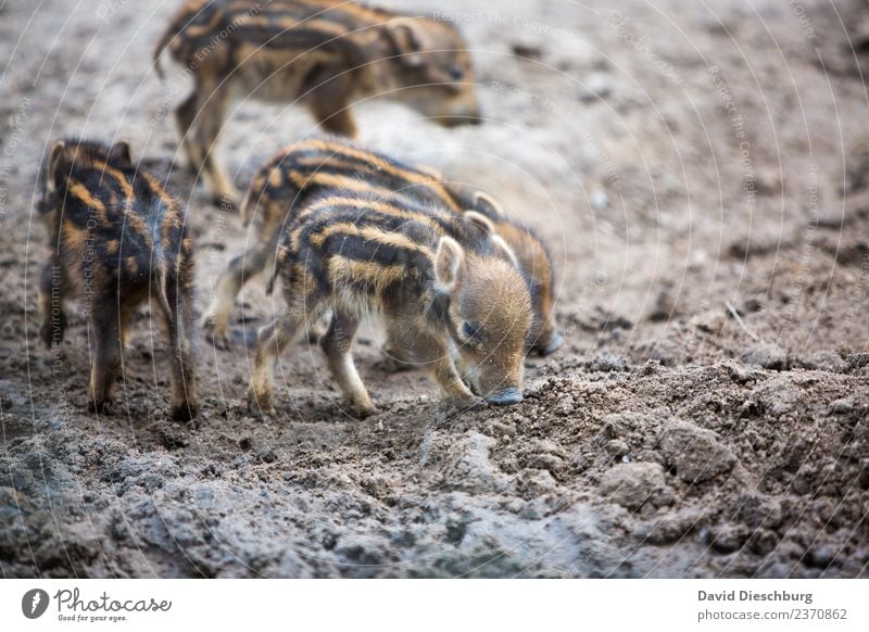 Frischlinge III Landwirtschaft Forstwirtschaft Natur Erde Frühling Herbst Schönes Wetter Feld Wald Autofahren Wildtier Tiergesicht Fell 4 Herde Tierjunges braun