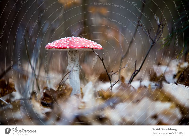 Fliegenpilz Ferien & Urlaub & Reisen Ausflug Landwirtschaft Forstwirtschaft Natur Pflanze Tier Frühling Herbst Schönes Wetter Wiese Wald braun gelb rot schwarz