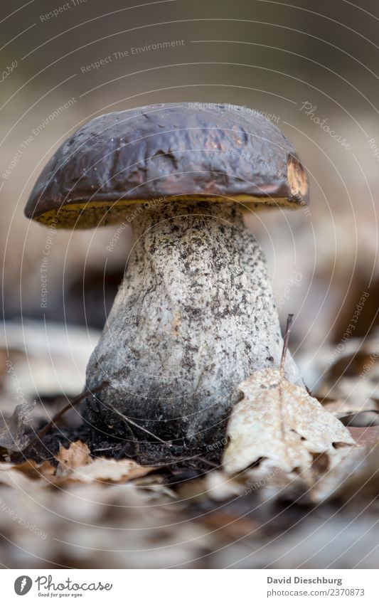 Steinpilz Lebensmittel Ernährung Bioprodukte Vegetarische Ernährung Natur Pflanze Tier Erde Frühling Herbst Schönes Wetter Wald braun grau weiß Pilz Steinpilze