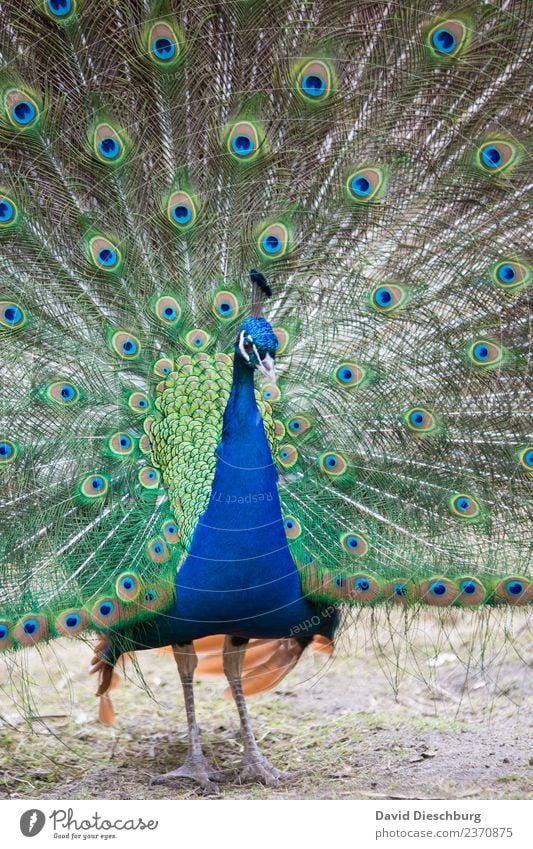 Pfau Natur Frühling Sommer Herbst Schönes Wetter Park Tier Wildtier Vogel Tiergesicht Flügel Zoo Streichelzoo 1 blau braun gelb grün orange Pfauenfeder