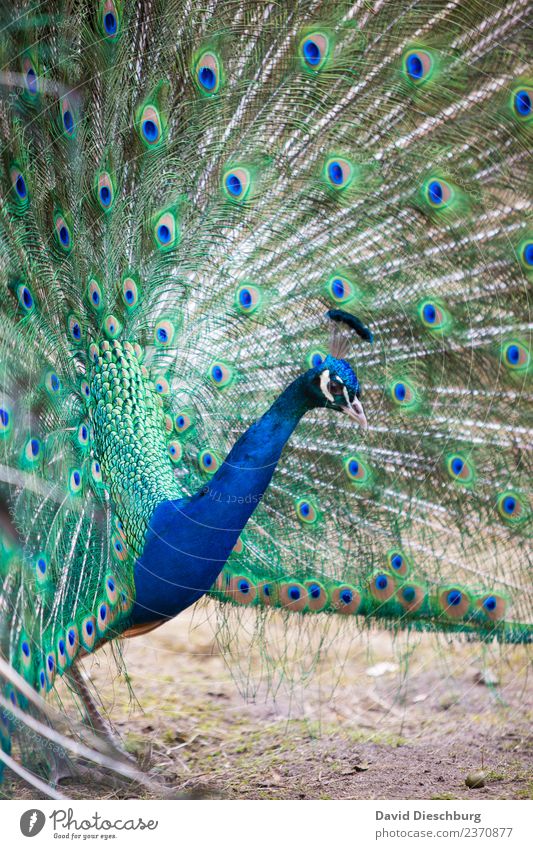 Pfau Natur Frühling Schönes Wetter Tier Tiergesicht Flügel Zoo Streichelzoo 1 blau gelb grün violett Pfauenfeder Feder Federschmuck Brunft prächtig majestätisch