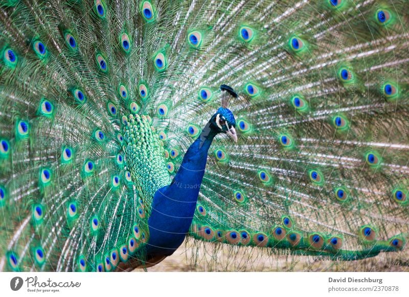 Pfau Natur Schönes Wetter Tier Vogel Tiergesicht Flügel Zoo Streichelzoo 1 blau grün violett Pfauenfeder Querformat schön Brunft Hals Kopf Muster Kreis Feder