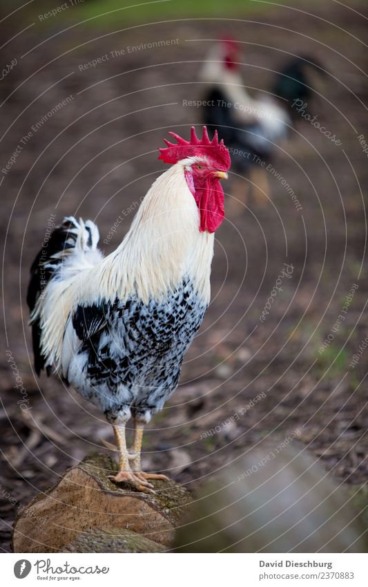 Der Hahn Lebensmittel Fleisch Bioprodukte Ferien & Urlaub & Reisen Landwirtschaft Forstwirtschaft Natur Erde Schönes Wetter Nutztier Tiergesicht Flügel 2