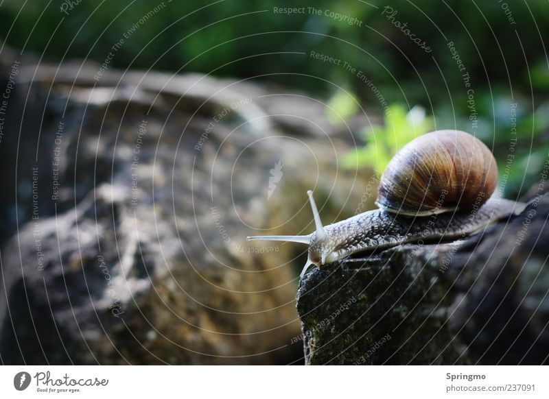 SCHNECKENsprung Tier Schnecke 1 Stein Bewegung hocken Ekel elegant schleimig Gelassenheit geduldig ruhig Ausdauer Fortschritt Natur Neugier Fühler Schneckenhaus