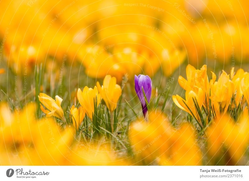 Frühlingslicht Natur Pflanze Schönes Wetter Blume Lebensfreude Frühlingsgefühle Vorfreude Farbfoto Außenaufnahme Menschenleer Textfreiraum oben Tag Licht