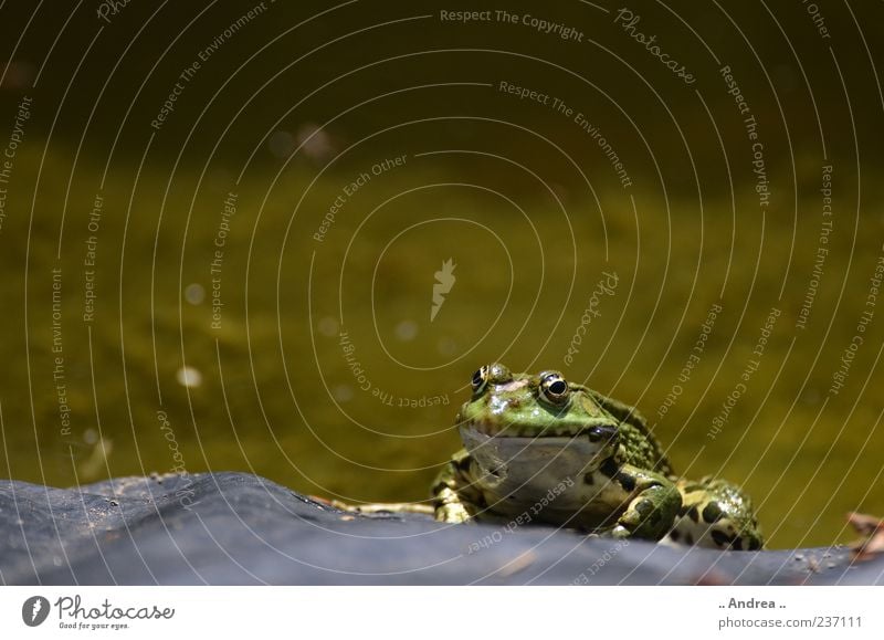 Froschkönig Ferien & Urlaub & Reisen Tourismus Ausflug Safari Expedition Tier genießen Lurch Grasfrosch hüpfen springen Wiese Feld Unke Ekel Teich Quaken Kröte