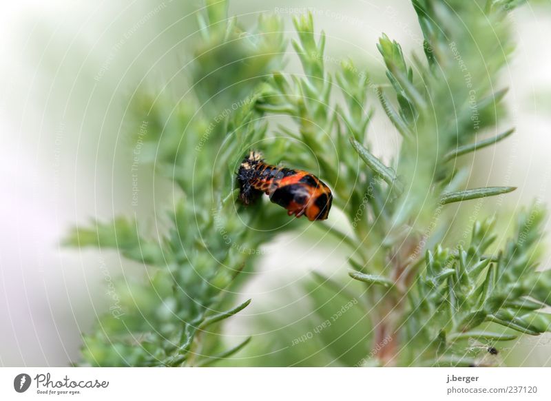 whooshhh Natur Pflanze Tier Totes Tier Insekt 1 außergewöhnlich grün rot schwarz Klebrig kaputt Farbfoto mehrfarbig Außenaufnahme Detailaufnahme Tag Unschärfe