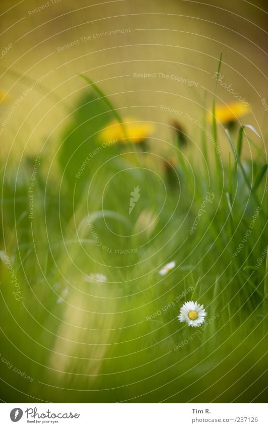 Ein Zahn im Rad der Zeit Natur Pflanze Frühling Schönes Wetter Gras Blüte Wildpflanze Garten Wiese Duft entdecken frisch schön positiv mehrfarbig gelb grün