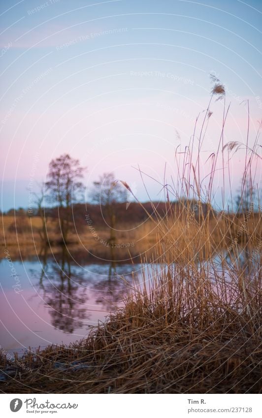 Ruhe Natur Landschaft Wasser Himmel Flussufer ruhig ästhetisch einzigartig rosa blau Schilfrohr Farbfoto Außenaufnahme Menschenleer Textfreiraum oben