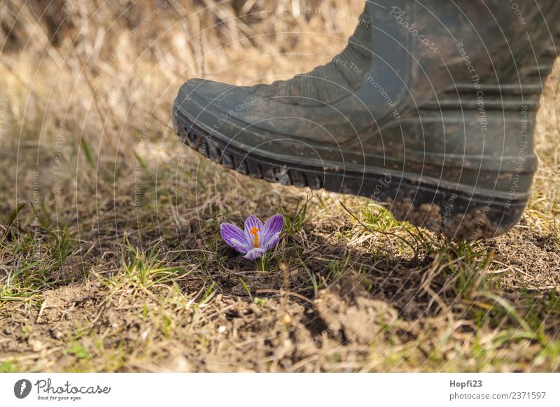 Krokus zertreten Beine Umwelt Natur Landschaft Pflanze Erde Sonnenlicht Frühling Wetter Schönes Wetter Blume Gras Blatt Blüte Wiese Hügel Stiefel Gummistiefel