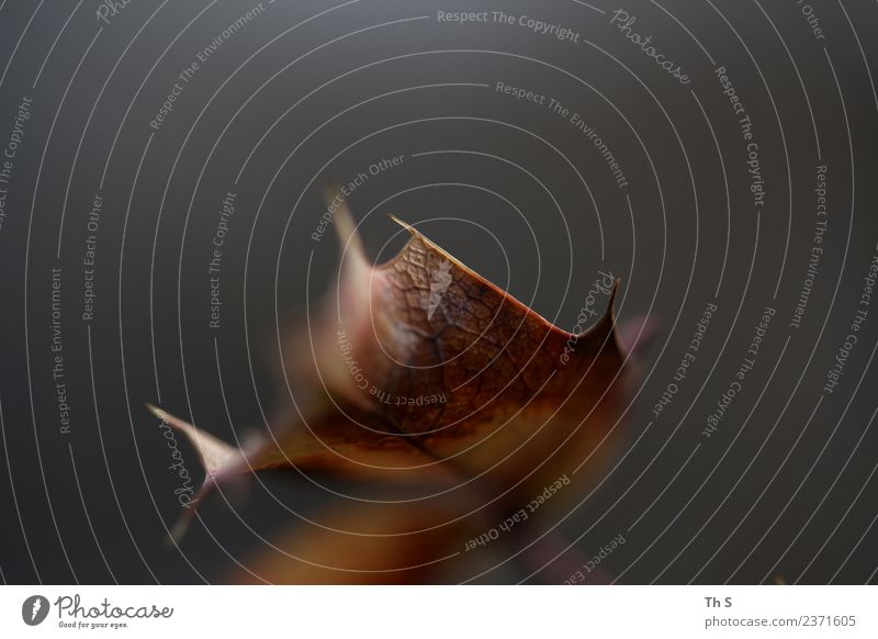 Blatt Natur Pflanze Herbst Winter Bewegung verblüht ästhetisch authentisch einfach elegant natürlich Spitze braun grau Gelassenheit geduldig ruhig Energie