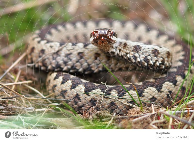 bunter männlicher Kreuzotter schön Mann Erwachsene Natur Tier Wildtier Schlange natürlich wild braun grau Angst gefährlich Vipera berus Natter Ottern allgemein