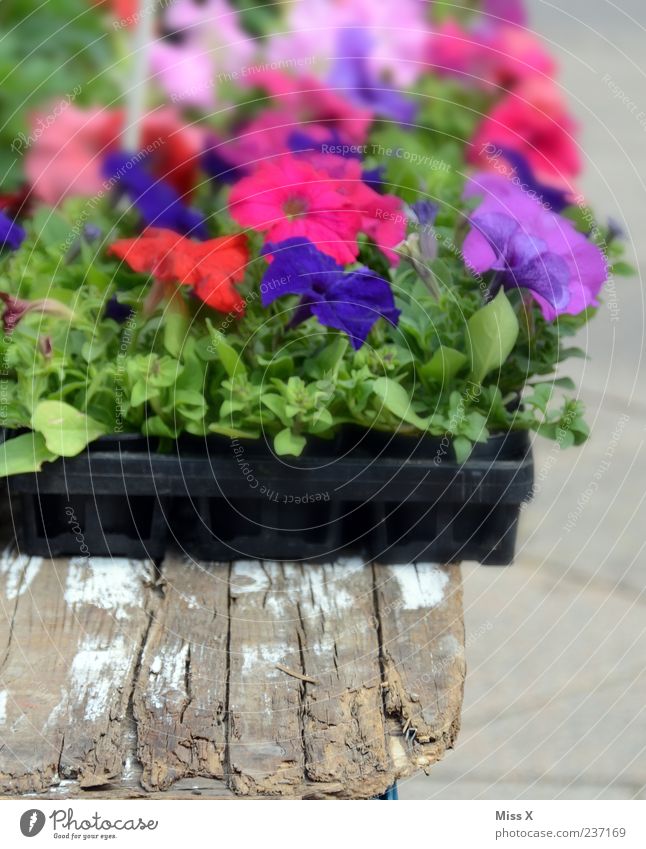 Petunie Pflanze Blume Blatt Blüte Topfpflanze Blühend blau violett rosa Balkonpflanze Farbfoto mehrfarbig Außenaufnahme Nahaufnahme Menschenleer