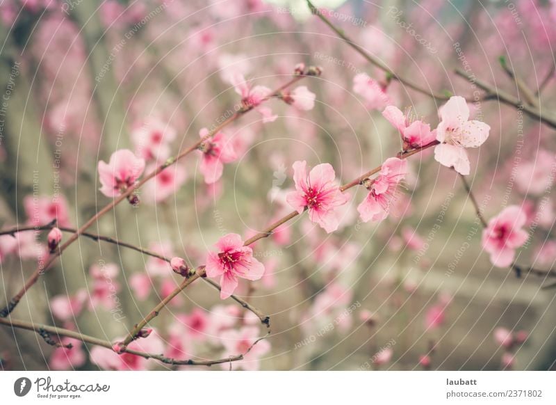 Rosa Pfirsichblüte Frucht Umwelt Natur Pflanze Luft Frühling Schönes Wetter Baum Blume Nutzpflanze Pfirsichblüten Pfirsichbaum Pflaumenblüte Pflaumenbaum